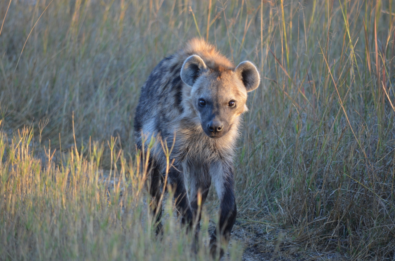 [21336] 2016_06_29_07_50_40_Africa_NIKON_D5100_IMG__05088.jpg