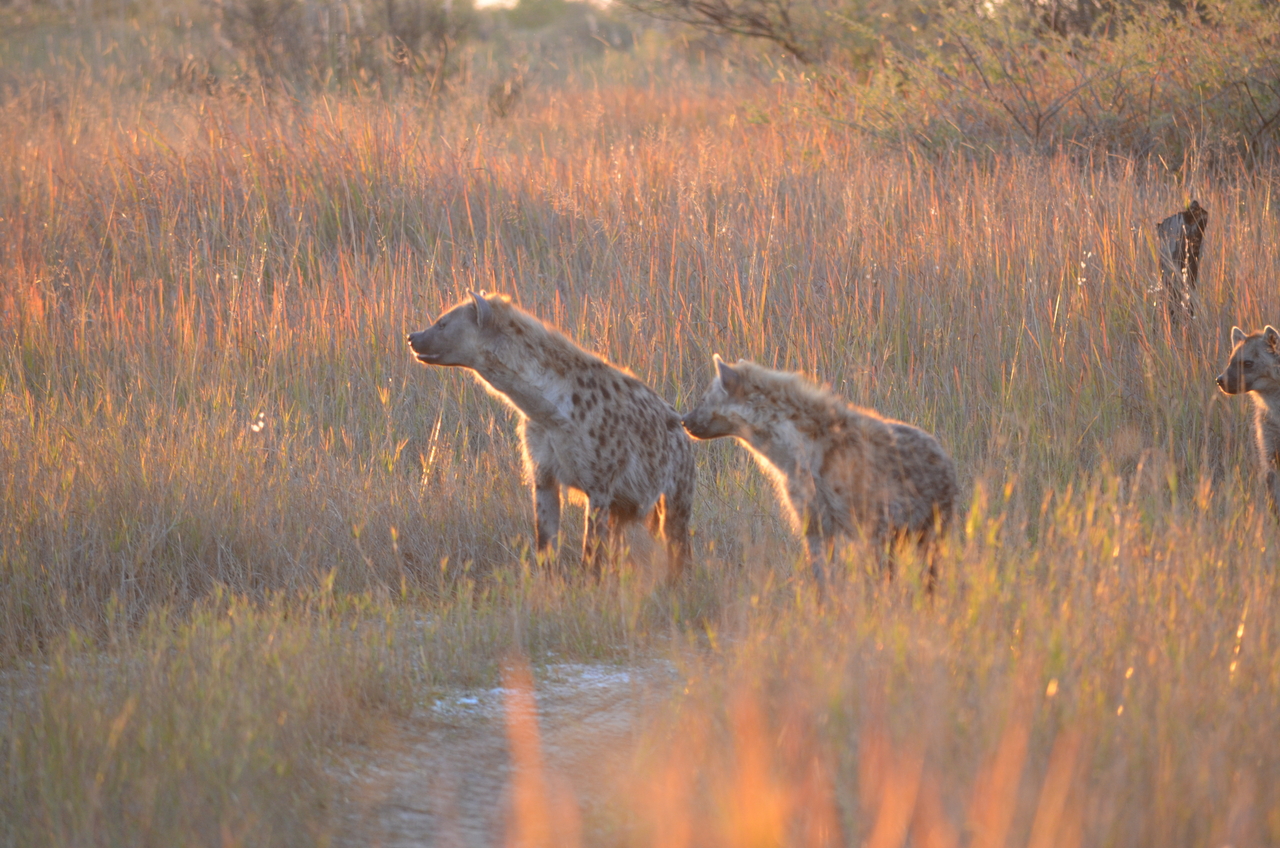 [21341] 2016_06_29_07_55_03_Africa_NIKON_D5100_IMG__00469.jpg