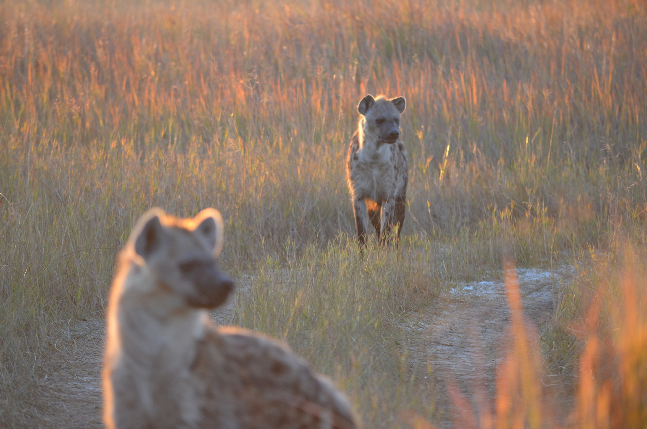 [21349] 2016_06_29_07_55_41_Africa_NIKON_D5100_IMG__00473.jpg