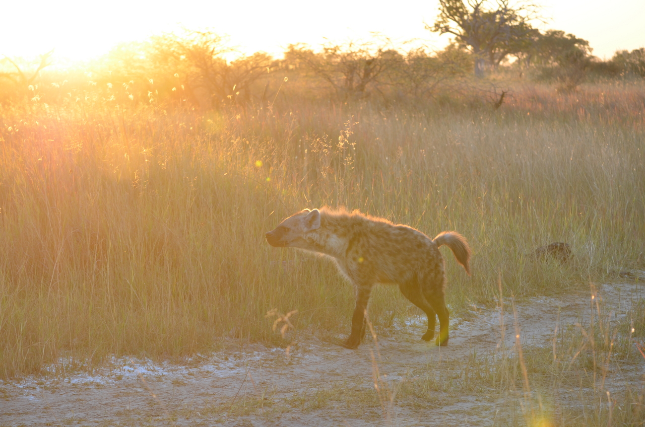 [21354] 2016_06_29_07_56_05_Africa_NIKON_D5100_IMG__05097.jpg