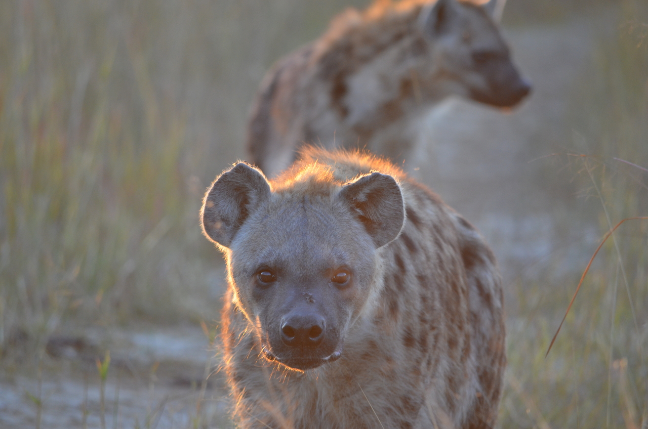 [21358] 2016_06_29_07_56_46_Africa_NIKON_D5100_IMG__05099.jpg