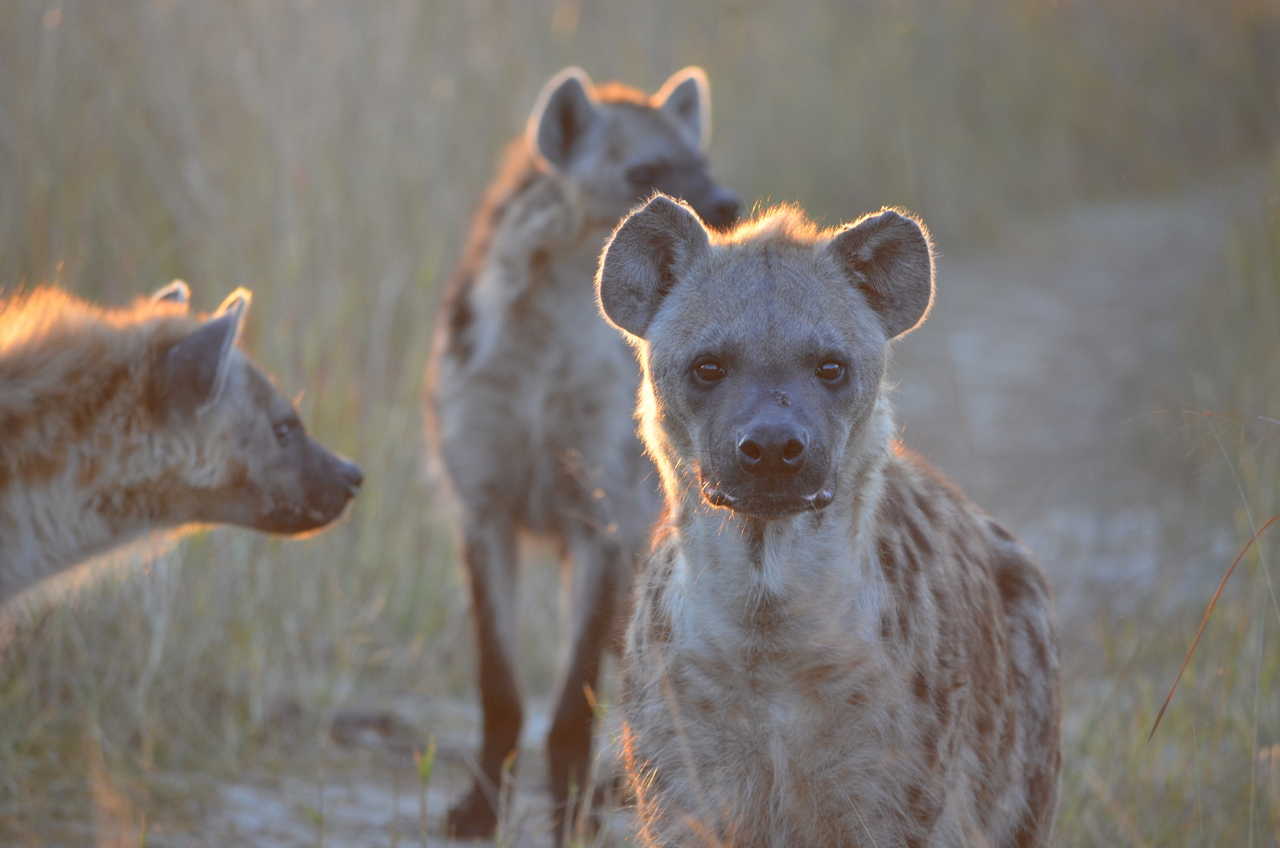 [21361] 2016_06_29_07_56_51_Africa_NIKON_D5100_IMG__00479.jpg
