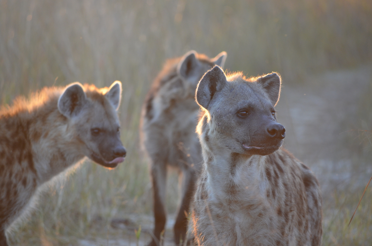 [21364] 2016_06_29_07_56_52_Africa_NIKON_D5100_IMG__05102.jpg
