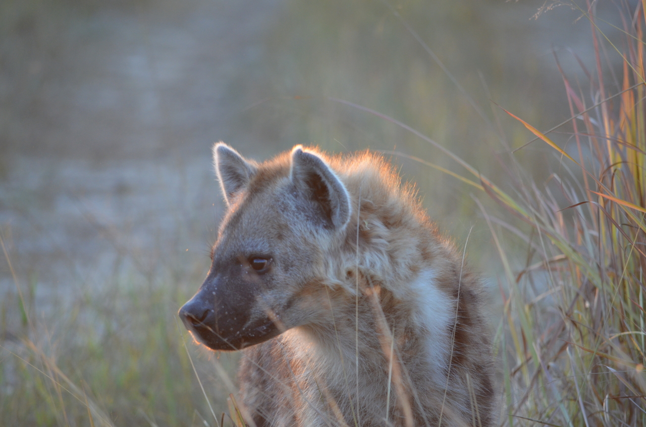 [21370] 2016_06_29_07_59_12_Africa_NIKON_D5100_IMG__05105.jpg