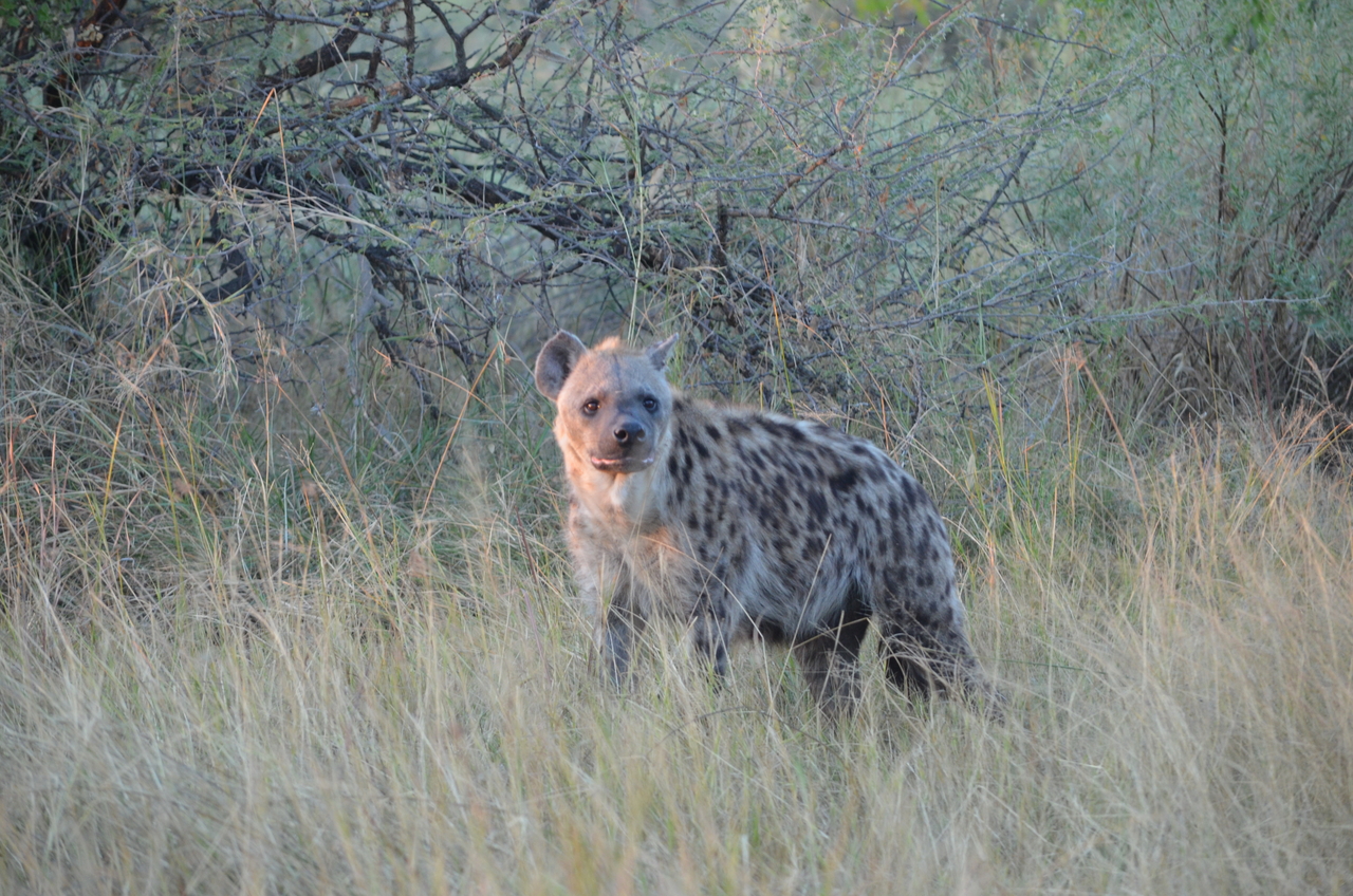 [21377] 2016_06_29_08_01_11_Africa_NIKON_D5100_IMG__00484.jpg