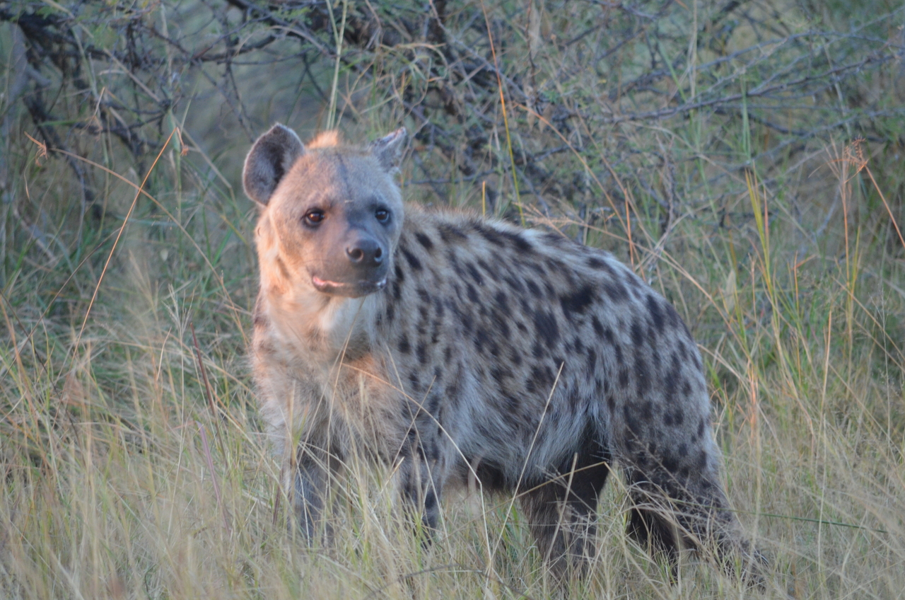 [21380] 2016_06_29_08_01_15_Africa_NIKON_D5100_IMG__05107.jpg