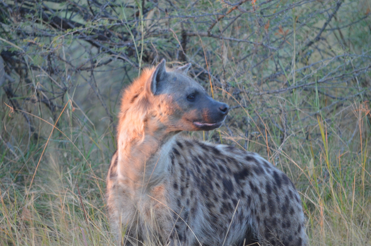 [21382] 2016_06_29_08_01_18_Africa_NIKON_D5100_IMG__05108.jpg