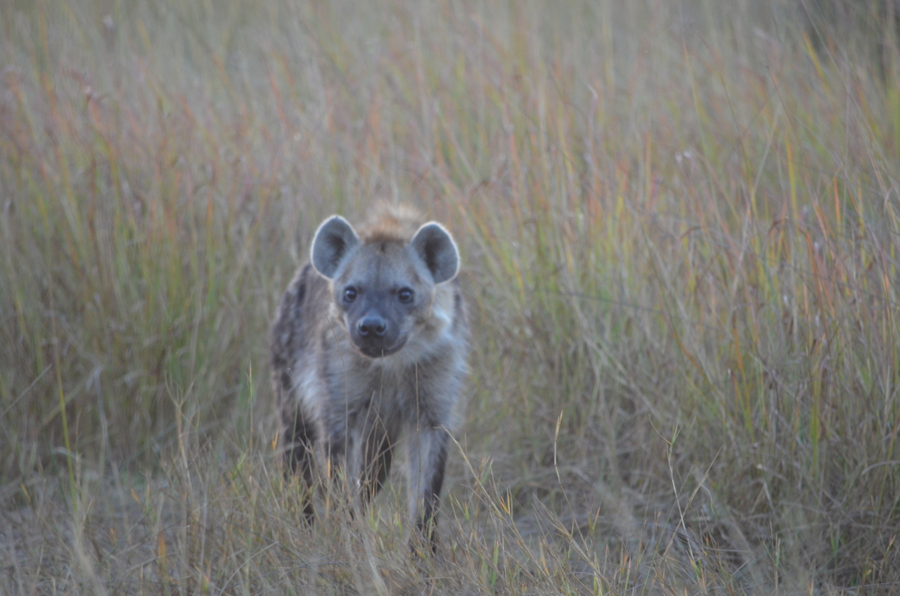 [21383] 2016_06_29_08_01_25_Africa_NIKON_D5100_IMG__00487.jpg