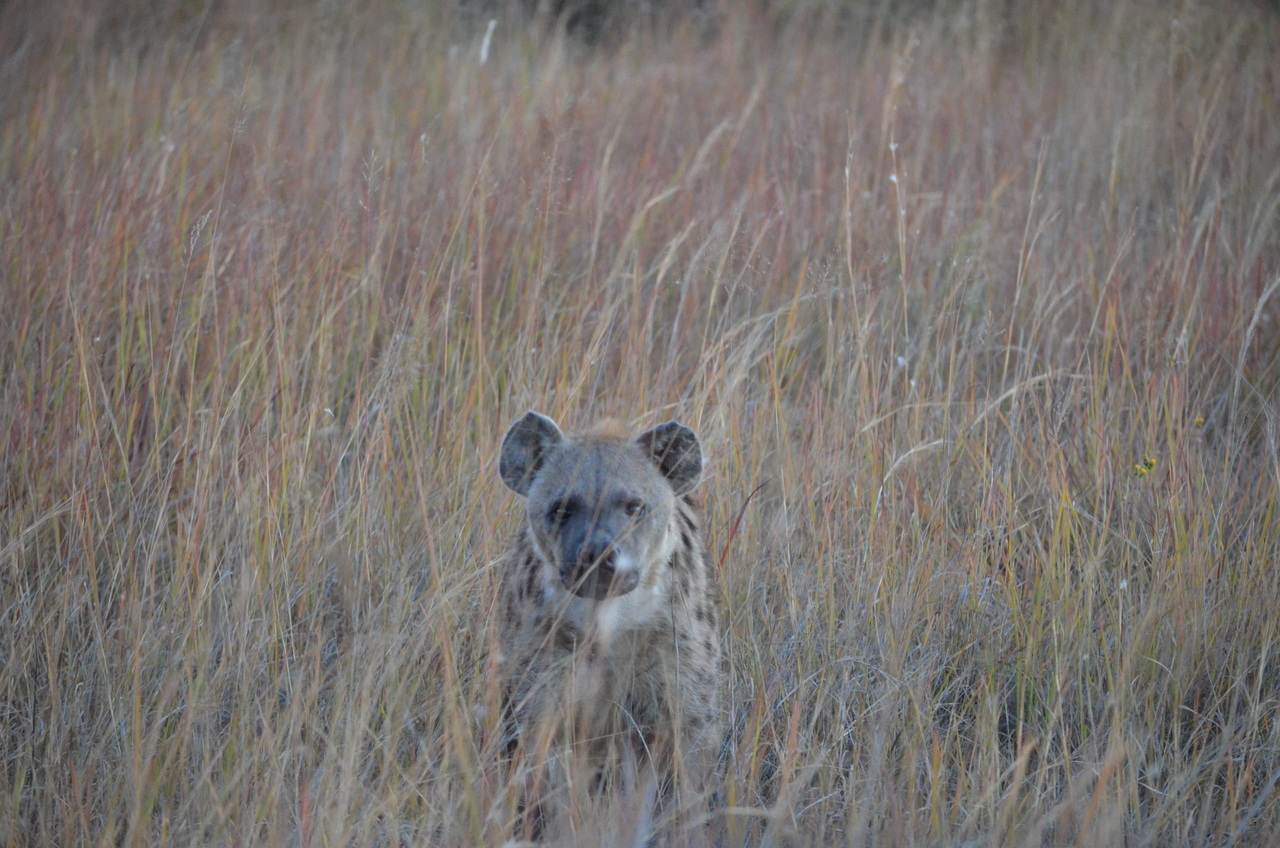 [21391] 2016_06_29_08_15_35_Africa_NIKON_D5100_IMG__00491.jpg