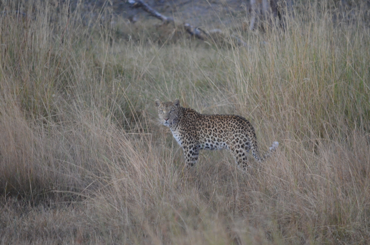 [21398] 2016_06_29_08_18_39_Africa_NIKON_D5100_IMG__05116.jpg