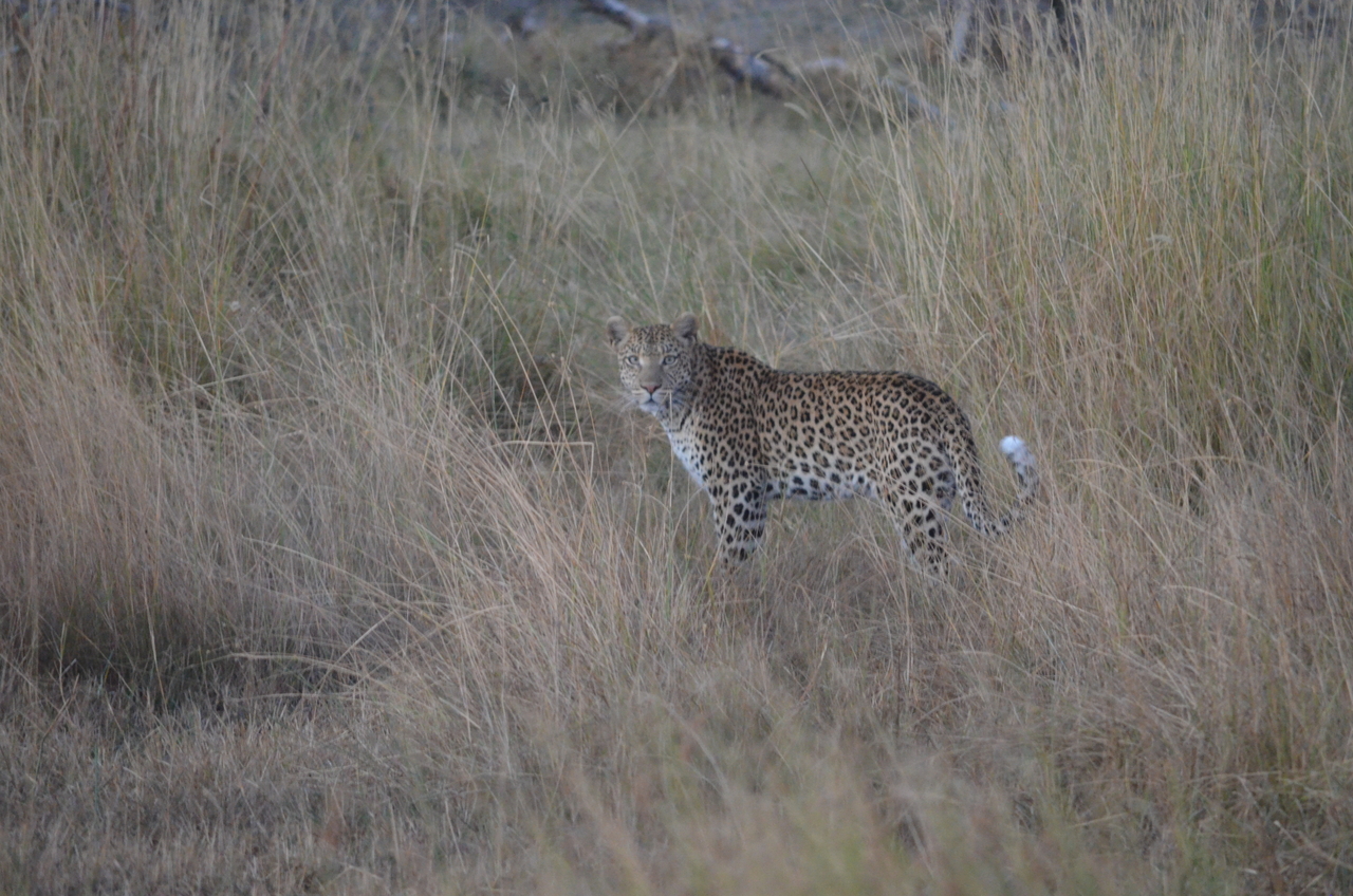 [21399] 2016_06_29_08_18_40_Africa_NIKON_D5100_IMG__00495.jpg