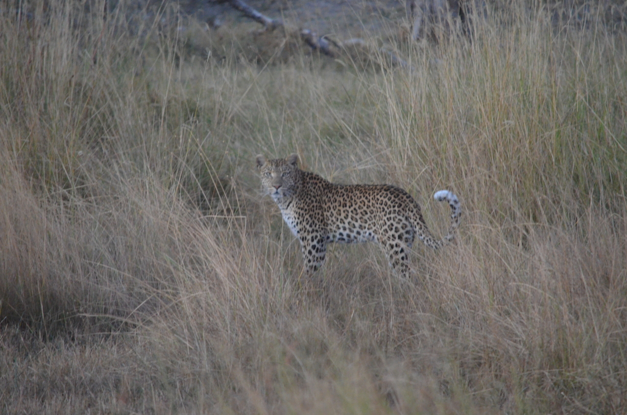 [21402] 2016_06_29_08_18_45_Africa_NIKON_D5100_IMG__05118.jpg