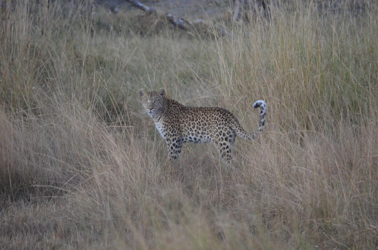 [21404] 2016_06_29_08_18_47_Africa_NIKON_D5100_IMG__05119.jpg