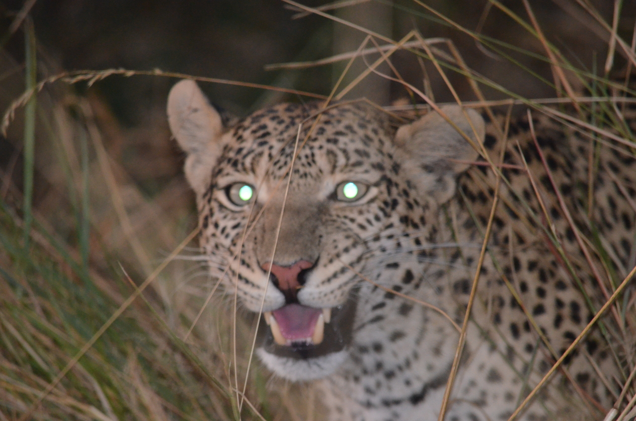 [21408] 2016_06_29_08_22_34_Africa_NIKON_D5100_IMG__05121.jpg