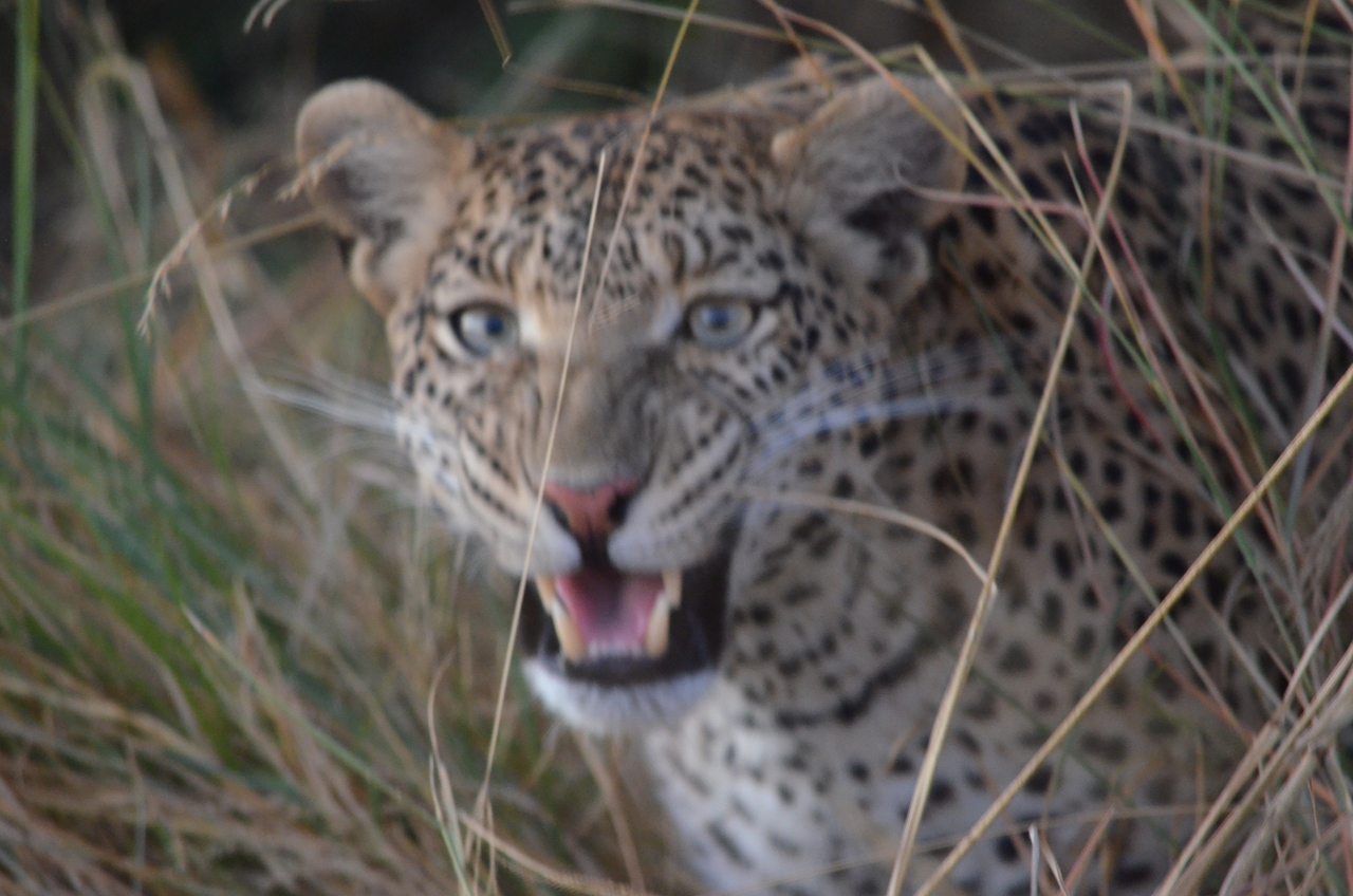 [21410] 2016_06_29_08_22_37_Africa_NIKON_D5100_IMG__05122.jpg