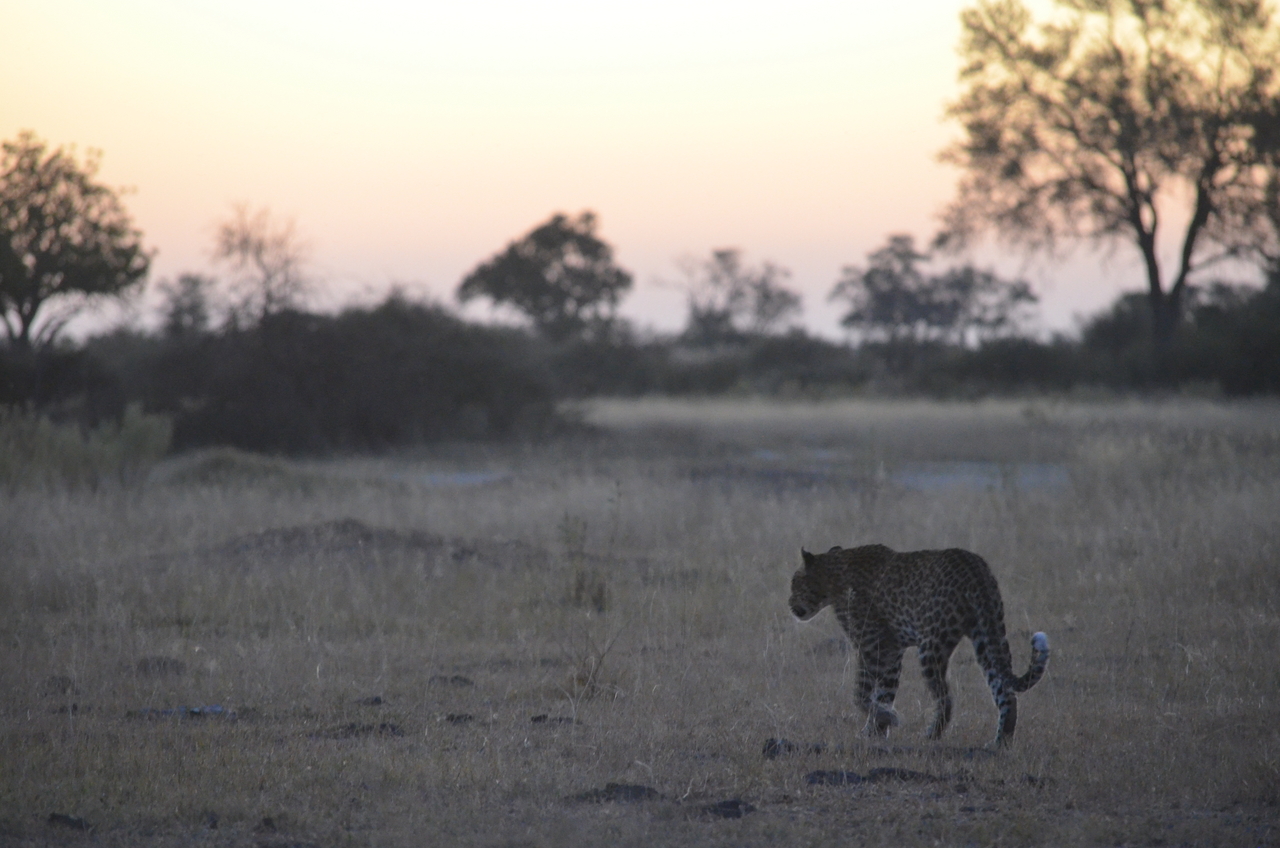 [21413] 2016_06_29_08_25_00_Africa_NIKON_D5100_IMG__00502.jpg