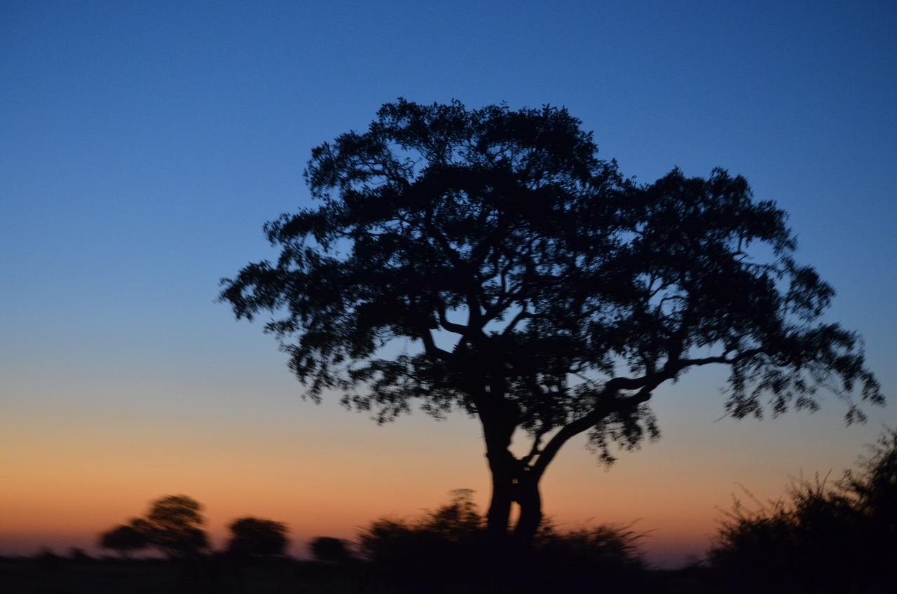 [21433] 2016_06_29_08_37_26_Africa_NIKON_D5100_IMG__00505.jpg