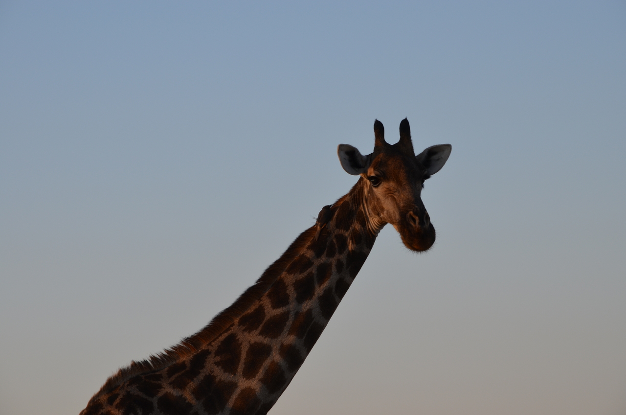 [22276] 2016_06_29_21_36_32_Africa_NIKON_D5100_IMG__00510.jpg