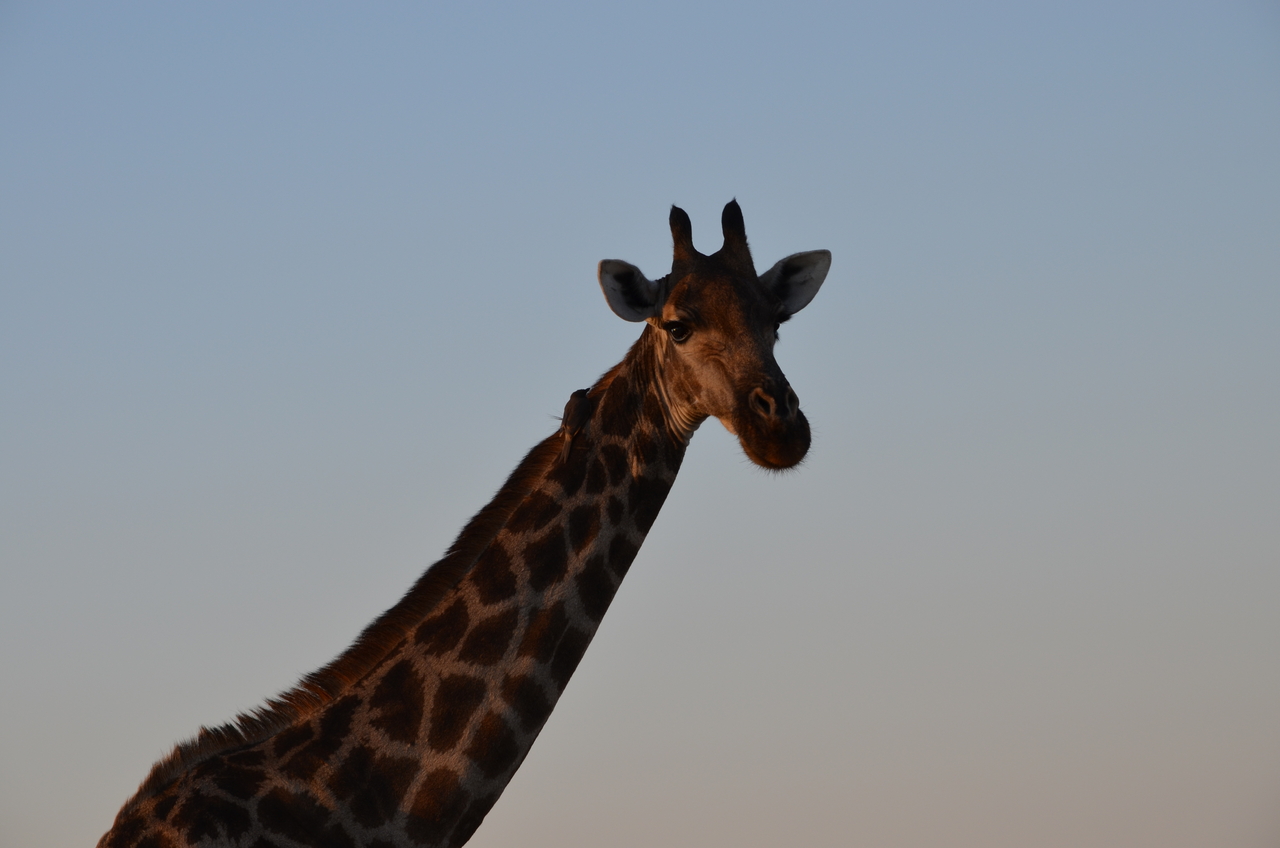 [22279] 2016_06_29_21_36_34_Africa_NIKON_D5100_IMG__05133.jpg