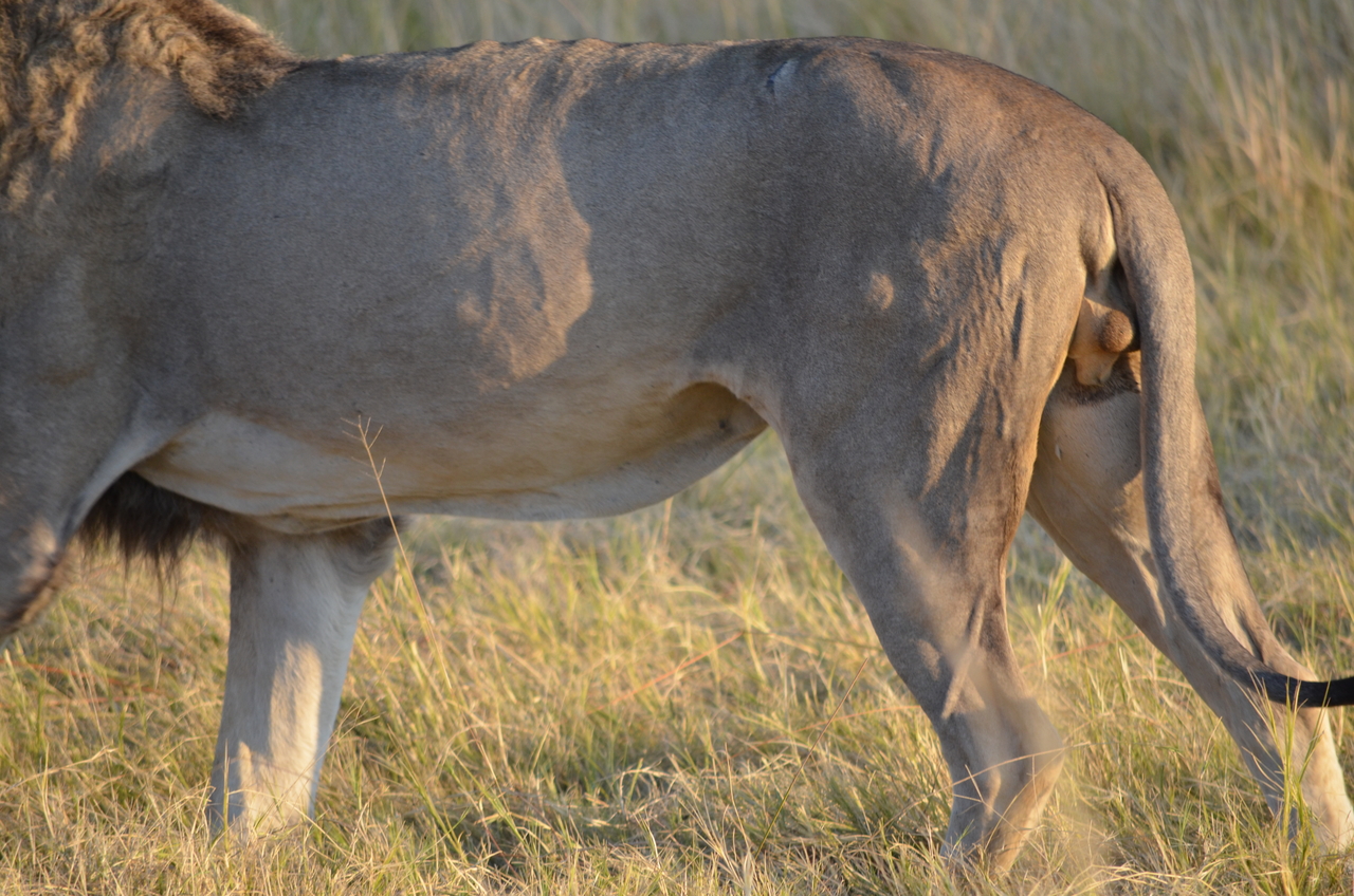 [22290] 2016_06_29_21_48_41_Africa_NIKON_D5100_IMG__00517.jpg