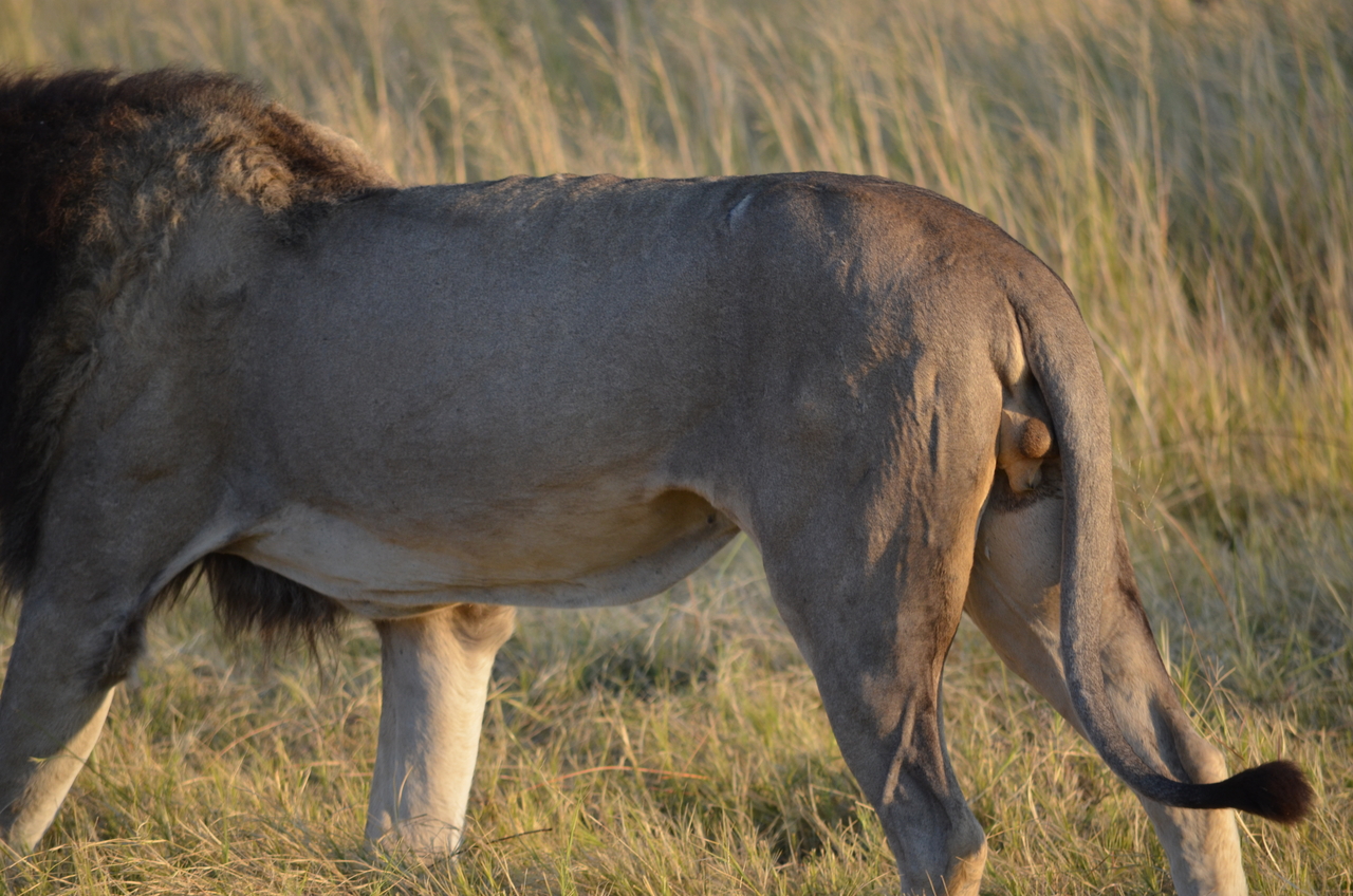 [22292] 2016_06_29_21_48_44_Africa_NIKON_D5100_IMG__00518.jpg