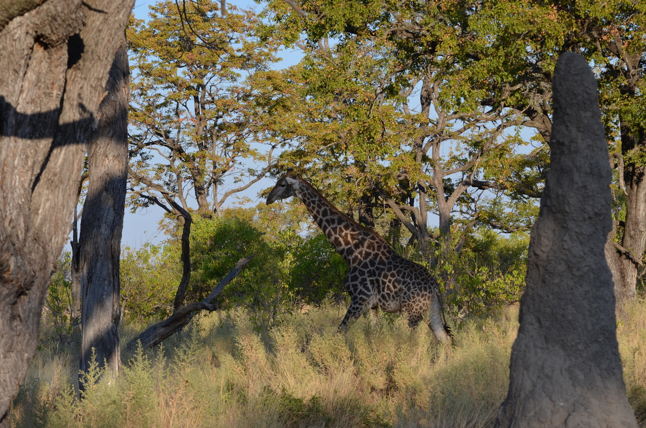 [22298] 2016_06_29_22_06_26_Africa_NIKON_D5100_IMG__00521.jpg