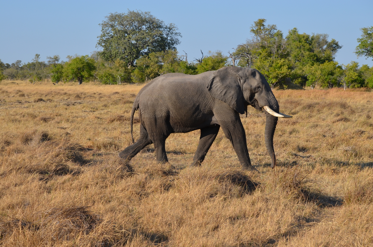 [22319] 2016_06_29_22_39_24_Africa_NIKON_D5100_IMG__05153.jpg