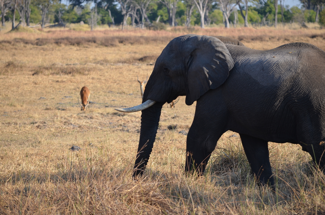 [22327] 2016_06_29_22_41_00_Africa_NIKON_D5100_IMG__05157.jpg