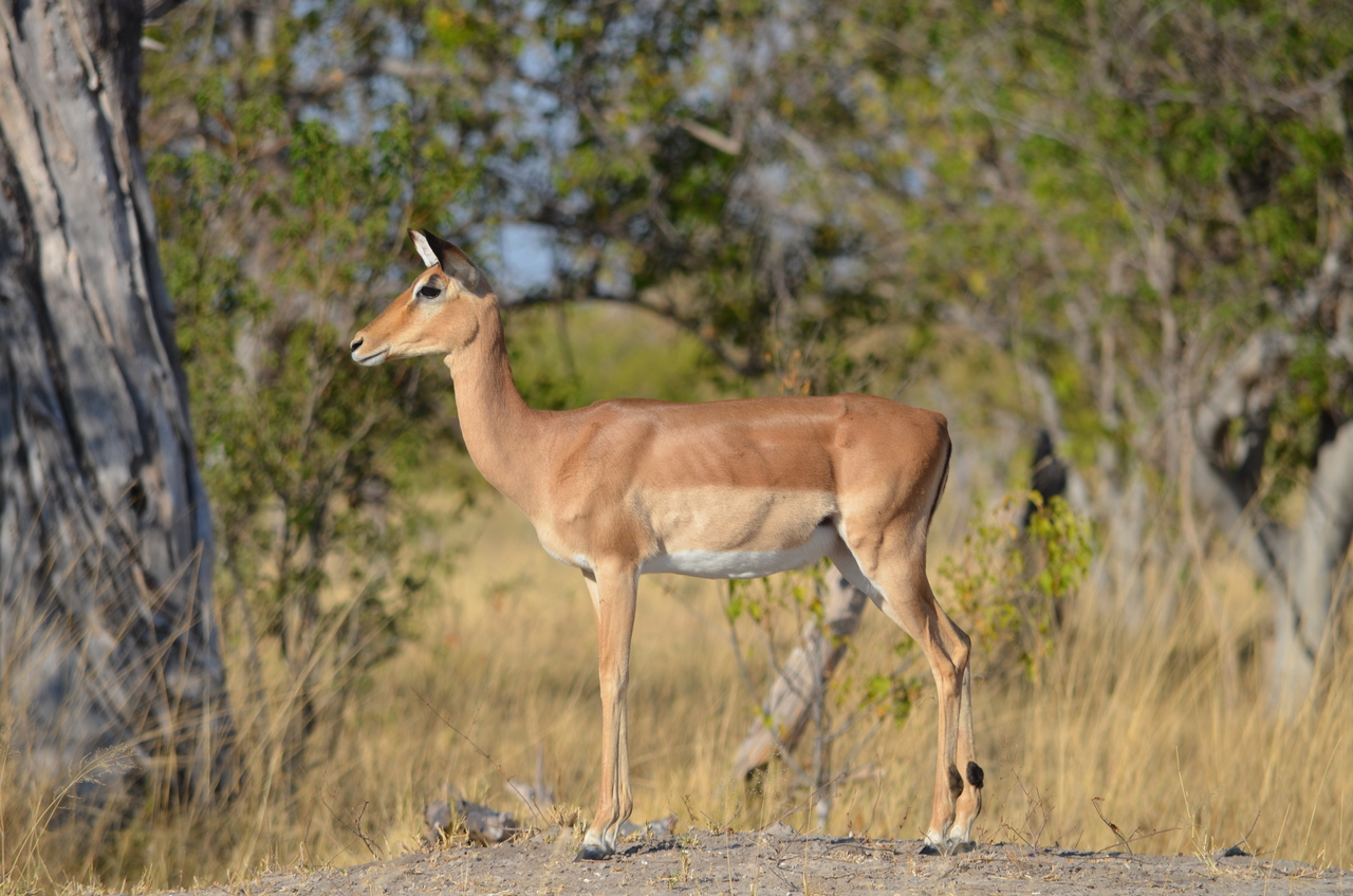 [22328] 2016_06_29_23_04_30_Africa_NIKON_D5100_IMG__00536.jpg