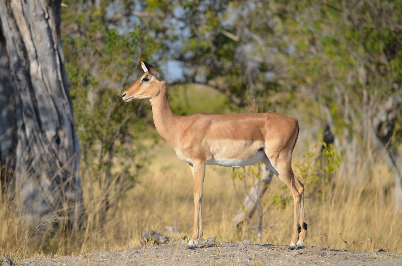 [22331] 2016_06_29_23_04_36_Africa_NIKON_D5100_IMG__05159.jpg