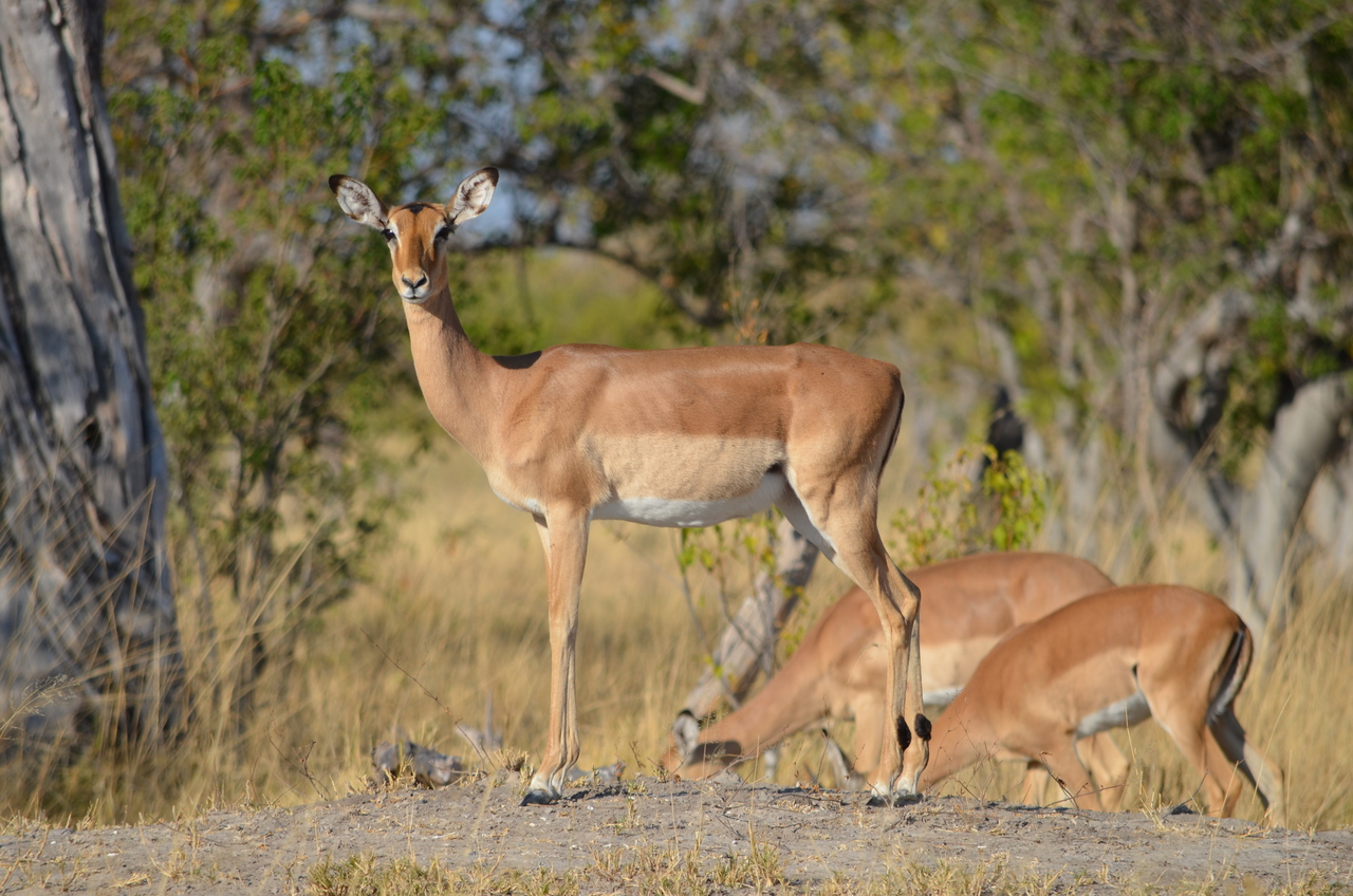 [22332] 2016_06_29_23_04_44_Africa_NIKON_D5100_IMG__00538.jpg