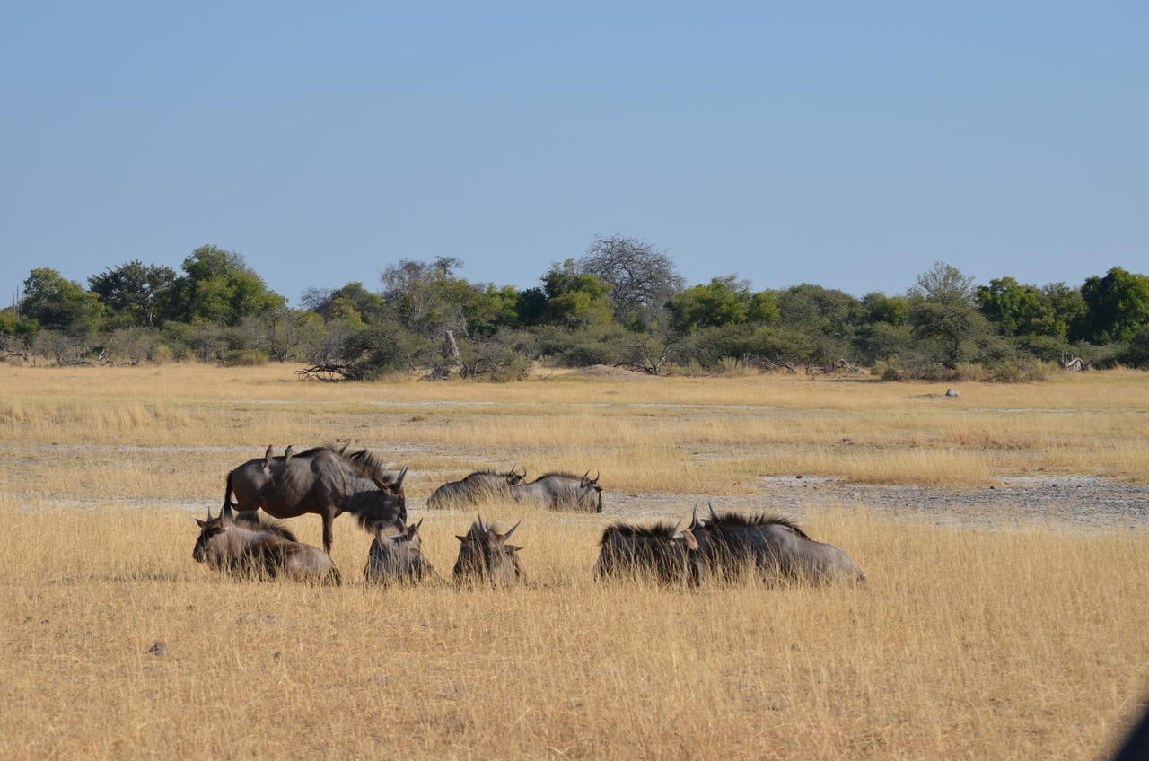 [22335] 2016_06_29_23_34_12_Africa_NIKON_D5100_IMG__05161.jpg