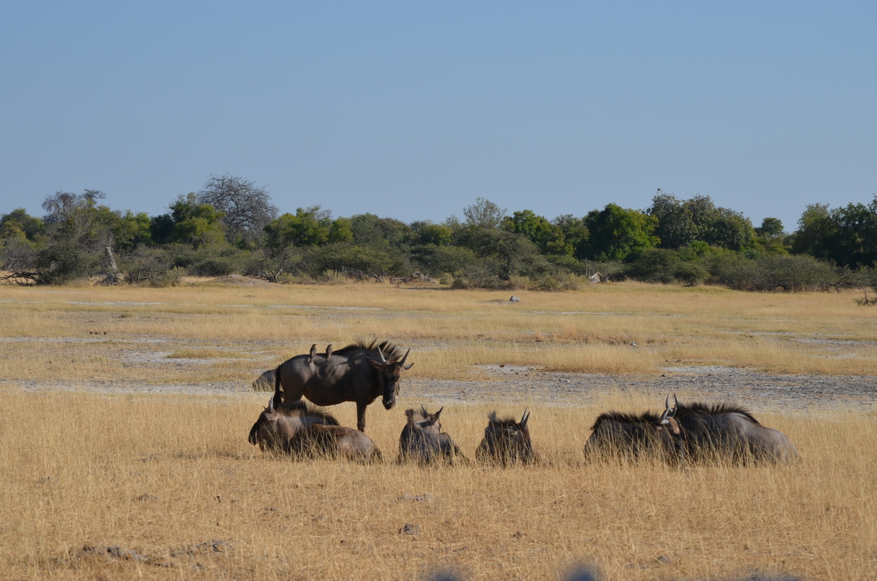 [22337] 2016_06_29_23_34_17_Africa_NIKON_D5100_IMG__05162.jpg