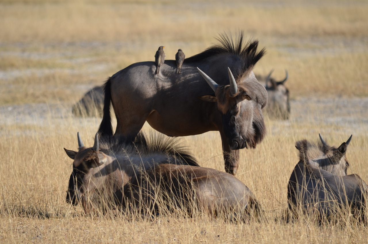 [22343] 2016_06_29_23_34_31_Africa_NIKON_D5100_IMG__05165.jpg