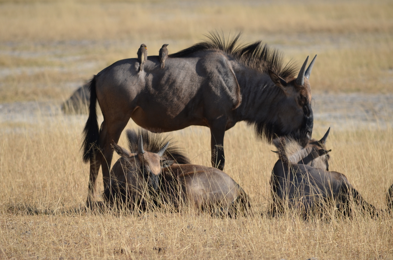 [22347] 2016_06_29_23_34_39_Africa_NIKON_D5100_IMG__05167.jpg