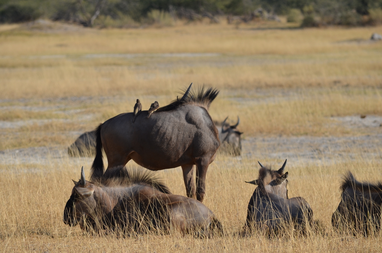 [22351] 2016_06_29_23_35_07_Africa_NIKON_D5100_IMG__05169.jpg