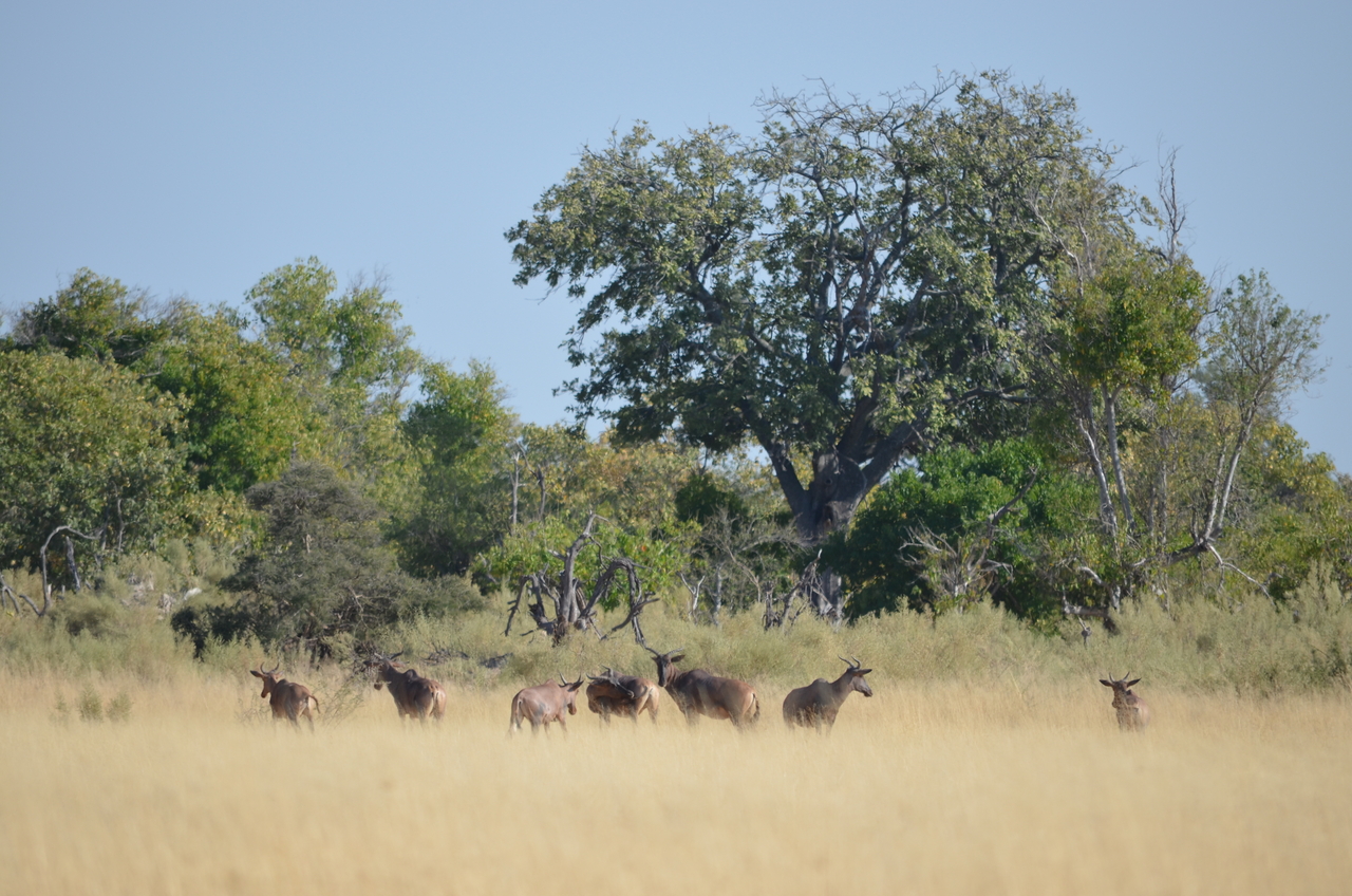 [22359] 2016_06_29_23_52_08_Africa_NIKON_D5100_IMG__05173.jpg