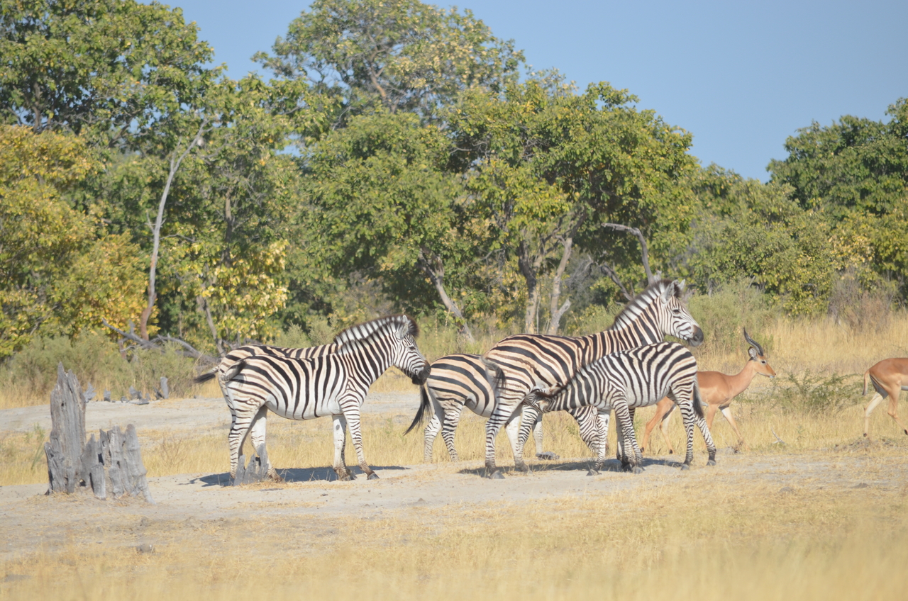 [22370] 2016_06_29_23_55_29_Africa_NIKON_D5100_IMG__00557.jpg