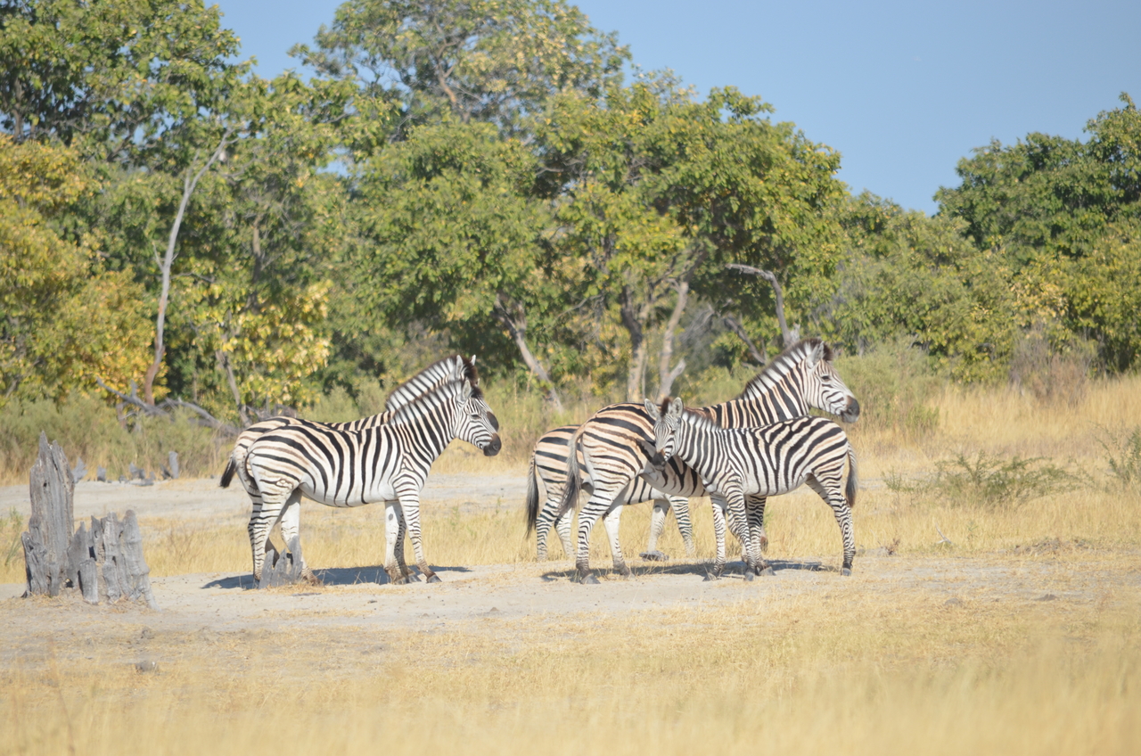 [22374] 2016_06_29_23_55_36_Africa_NIKON_D5100_IMG__00559.jpg