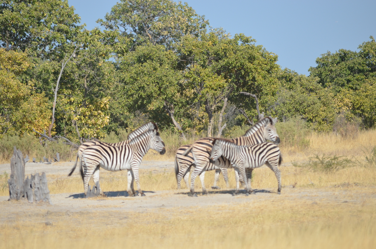 [22376] 2016_06_29_23_55_38_Africa_NIKON_D5100_IMG__00560.jpg