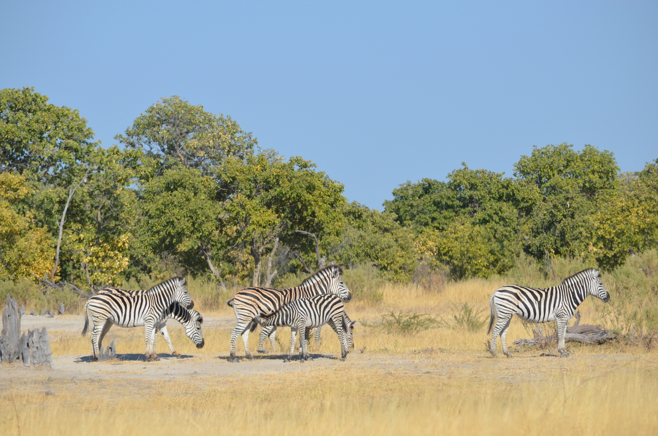 [22381] 2016_06_29_23_55_50_Africa_NIKON_D5100_IMG__05184.jpg