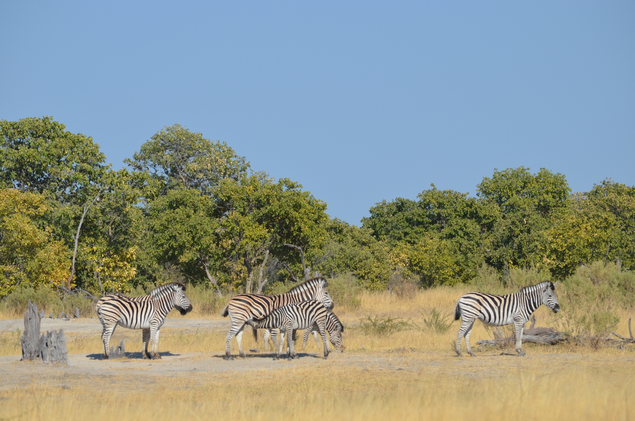 [22383] 2016_06_29_23_55_53_Africa_NIKON_D5100_IMG__05185.jpg