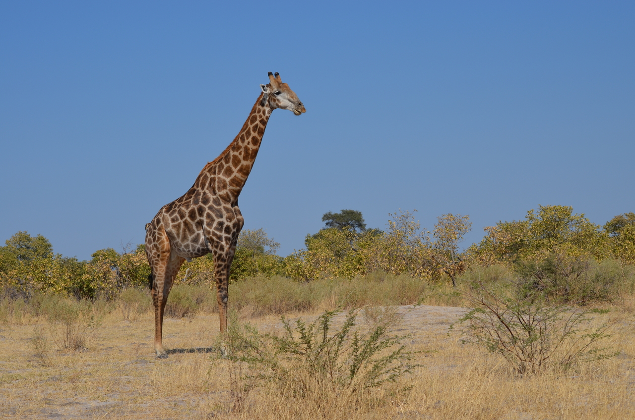 [22401] 2016_06_30_01_13_25_Africa_NIKON_D5100_IMG__05192.jpg