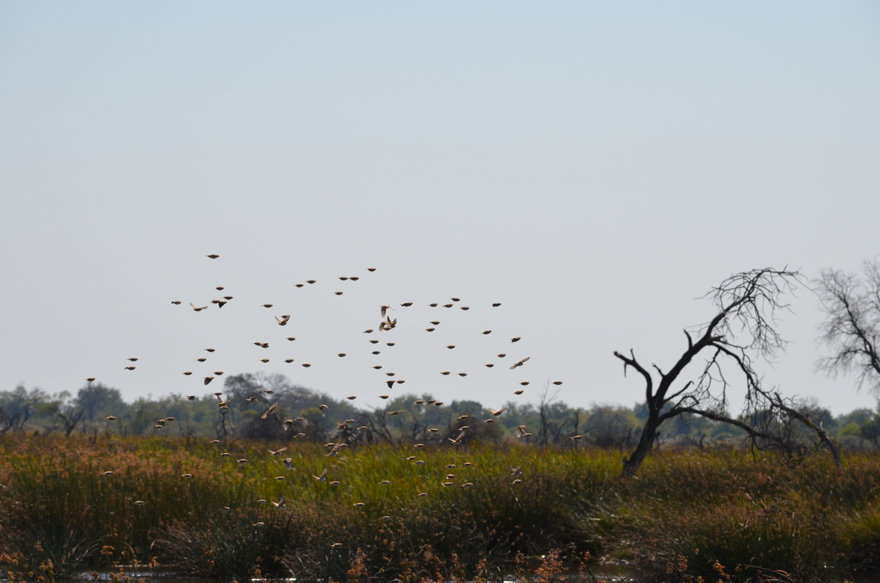 [22409] 2016_06_30_01_18_45_Africa_NIKON_D5100_IMG__05196.jpg