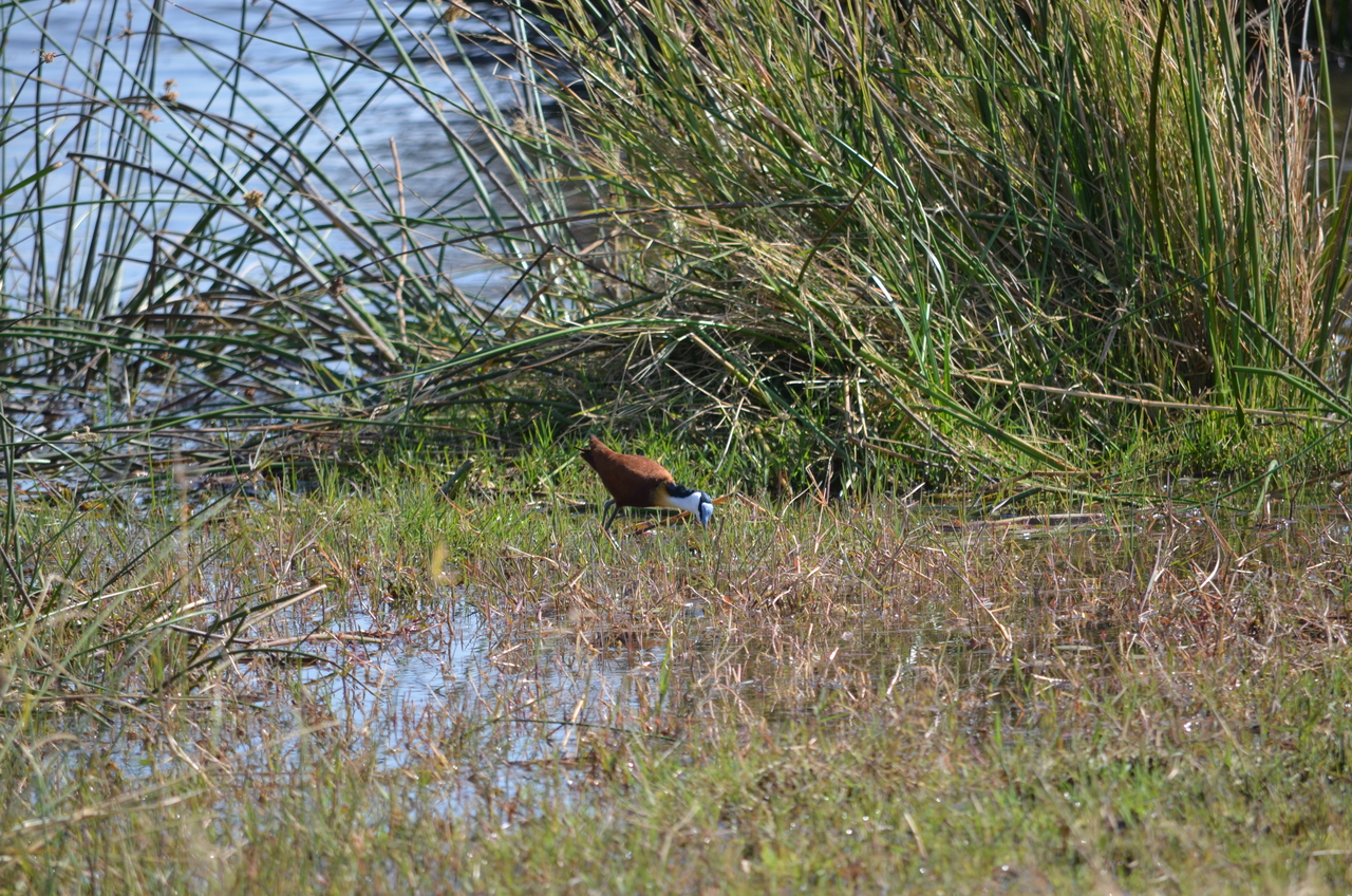 [22412] 2016_06_30_01_19_35_Africa_NIKON_D5100_IMG__00576.jpg