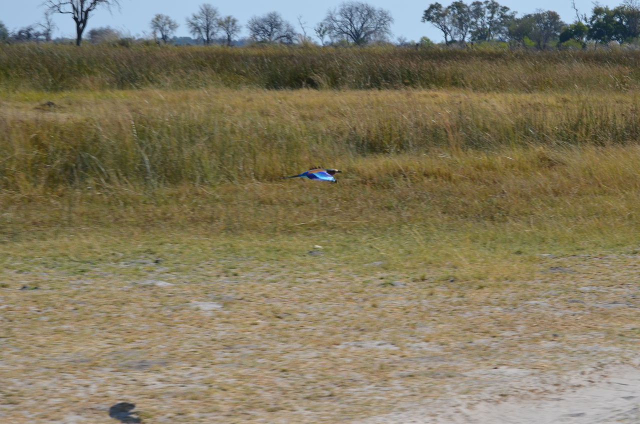 [22493] 2016_06_30_01_21_15_Africa_NIKON_D5100_IMG__05202.jpg