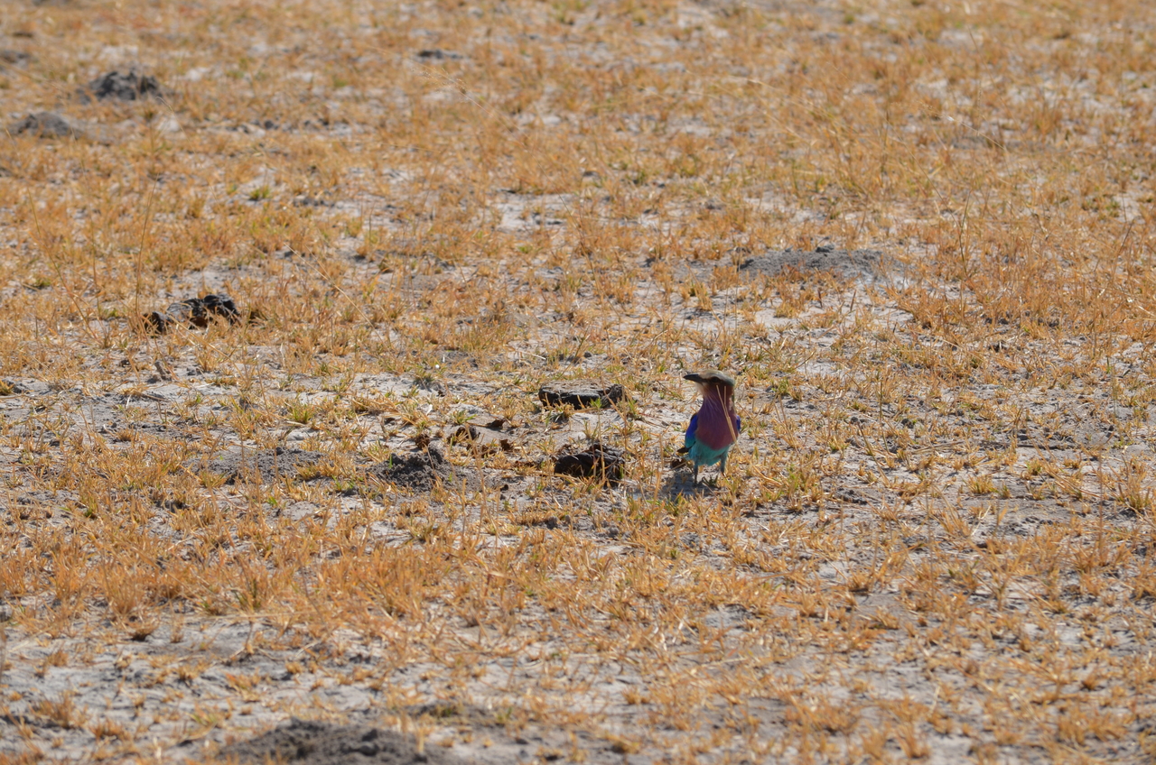 [22498] 2016_06_30_01_21_24_Africa_NIKON_D5100_IMG__00583.jpg