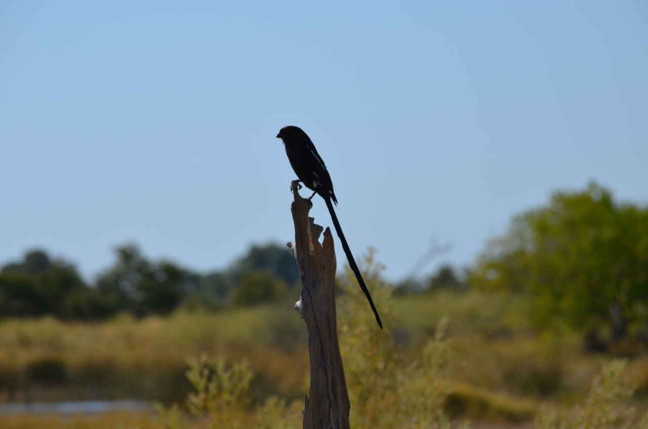 [22574] 2016_06_30_01_31_55_Africa_NIKON_D5100_IMG__05208.jpg