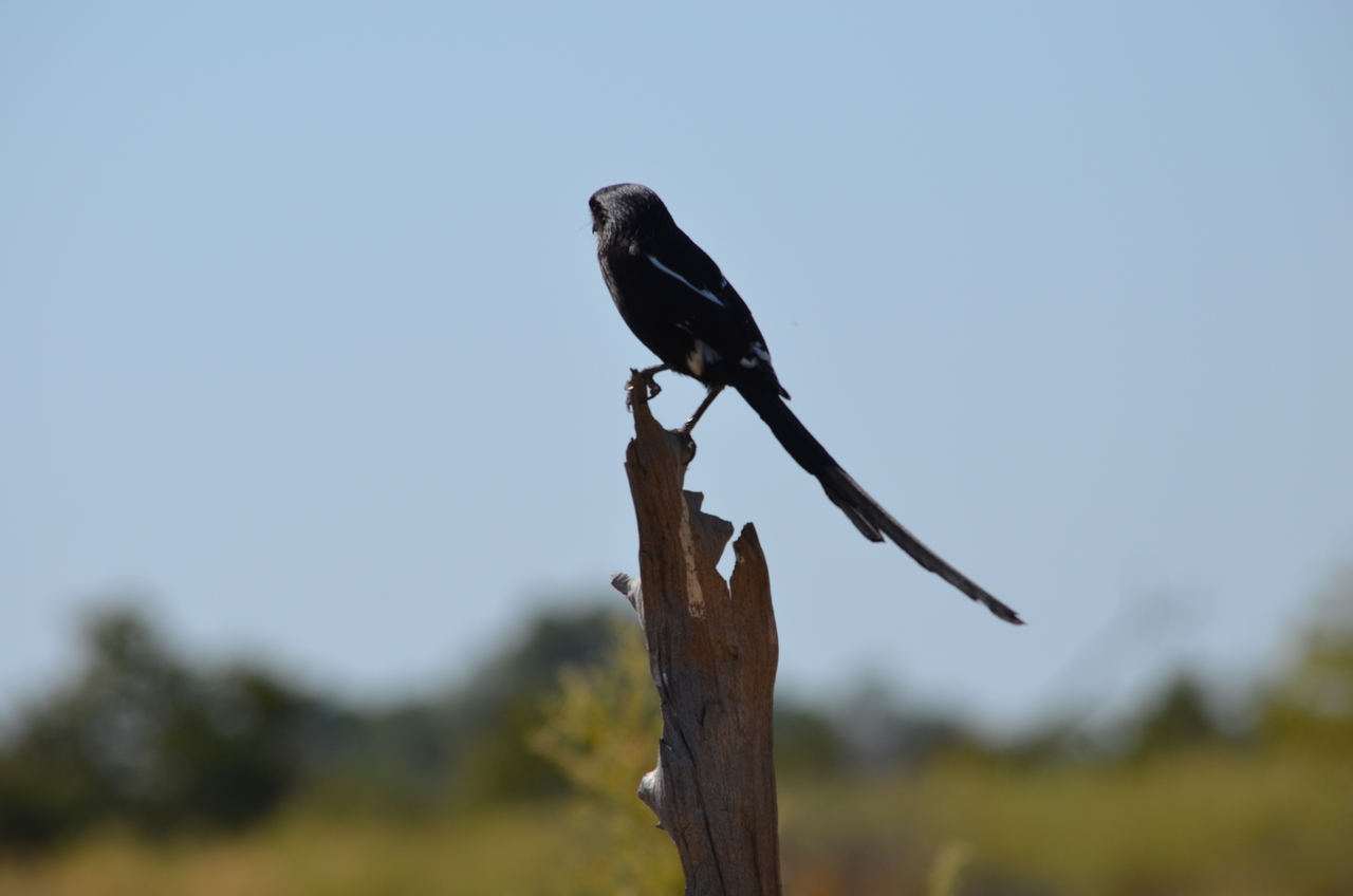 [22578] 2016_06_30_01_32_27_Africa_NIKON_D5100_IMG__05210.jpg