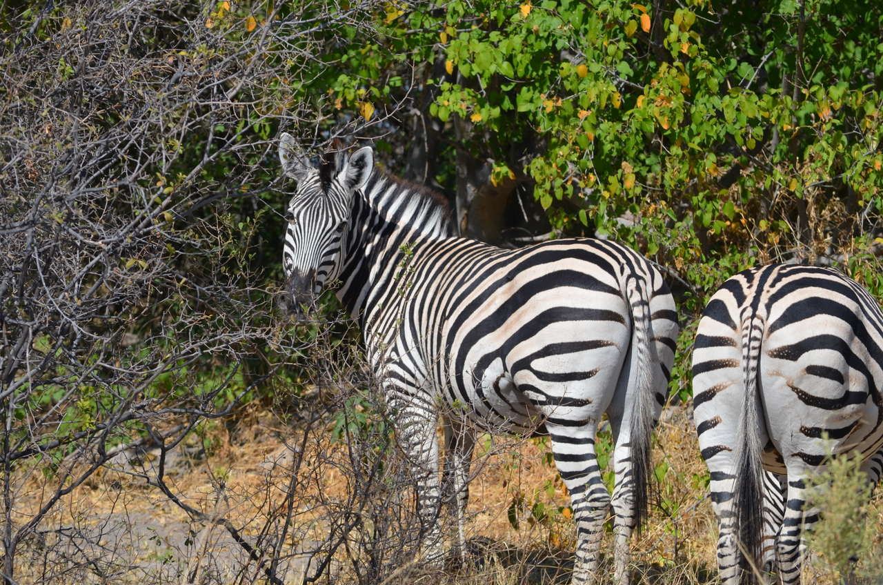 [22697] 2016_06_30_01_54_08_Africa_NIKON_D5100_IMG__05223.jpg